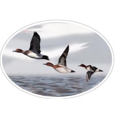 STICKER MARTIN NOUVEL SIFFLEURS