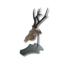 SUPPORT TROPHEE PREMIUM SUR PIED CHEVREUIL