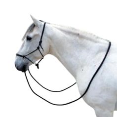 LICOL ETHOLOGIQUE AVEC RENES