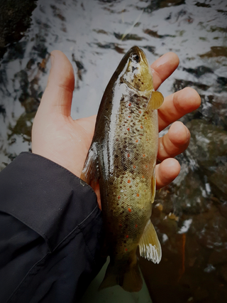 Tout commence par la truite