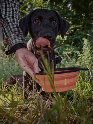 Préparez votre chien !